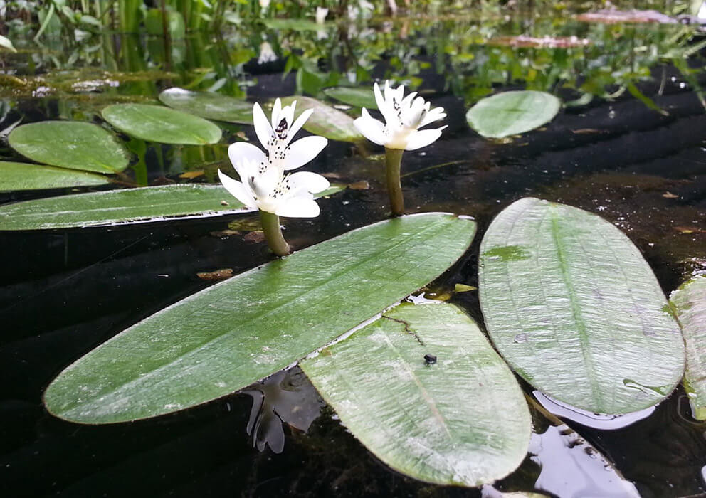 pond maintenance