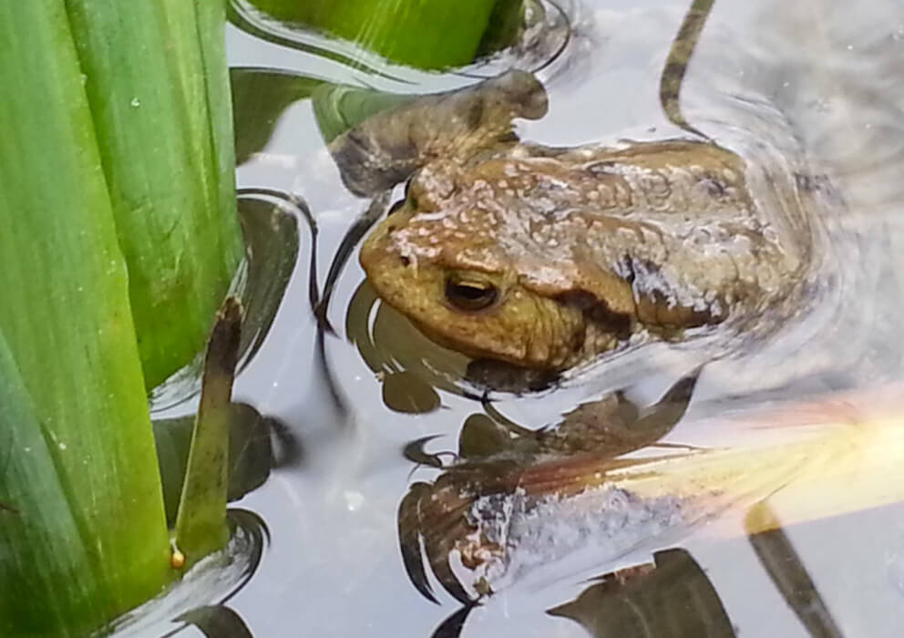 pond design