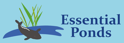 Essential Ponds