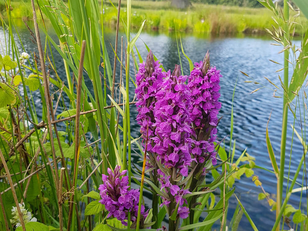Essential Ponds Norfolk