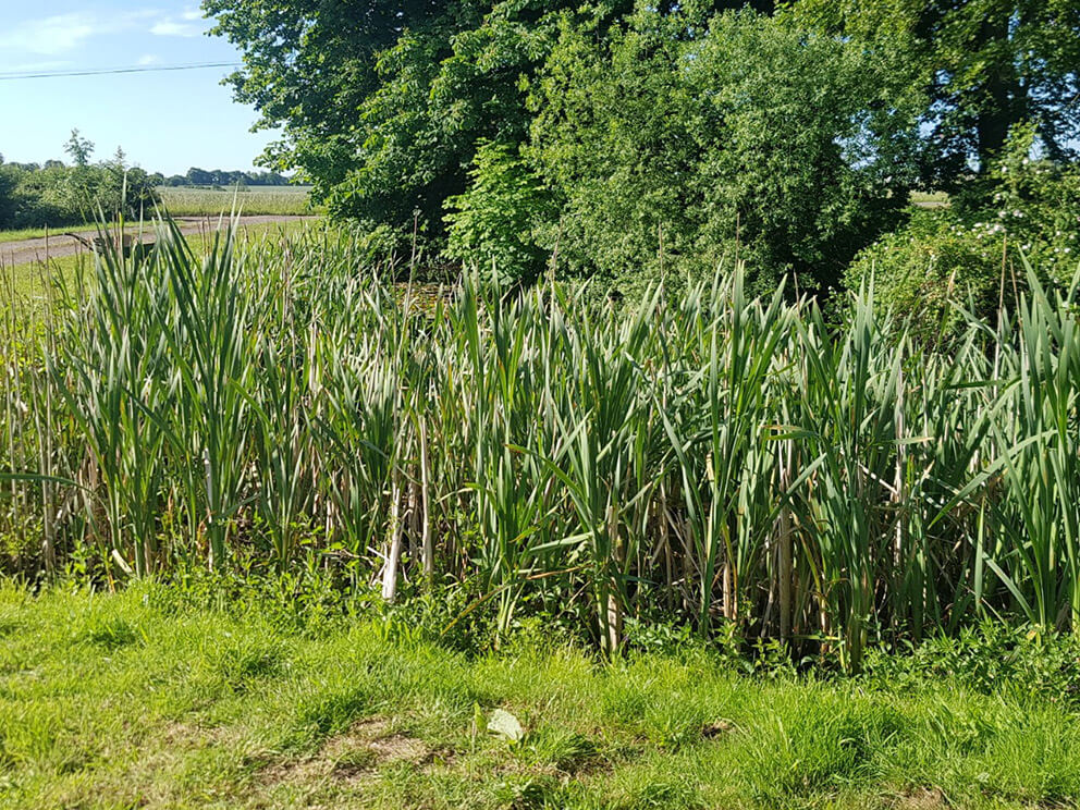 Essential Ponds Suffolk