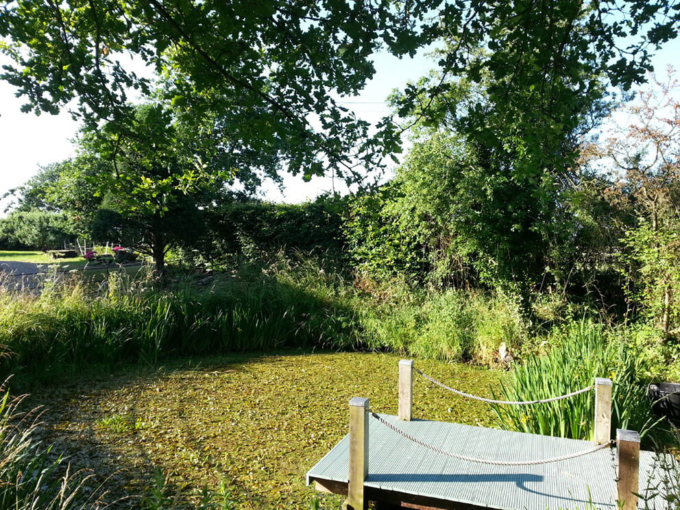 pond maintenance