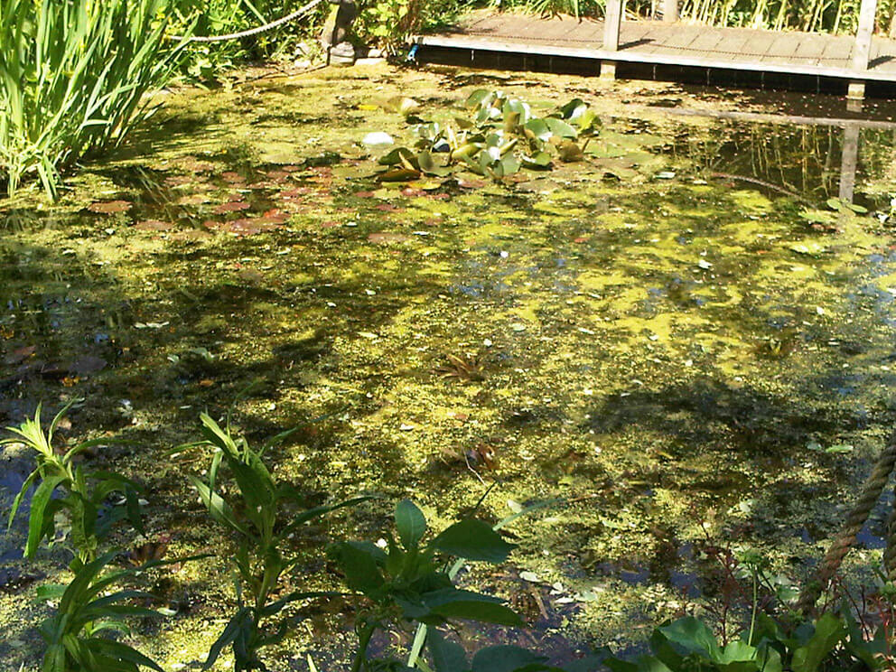 pond cleaning
