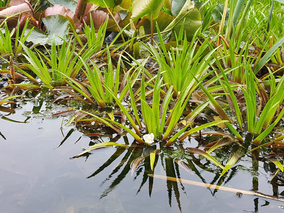 wildlife pond
