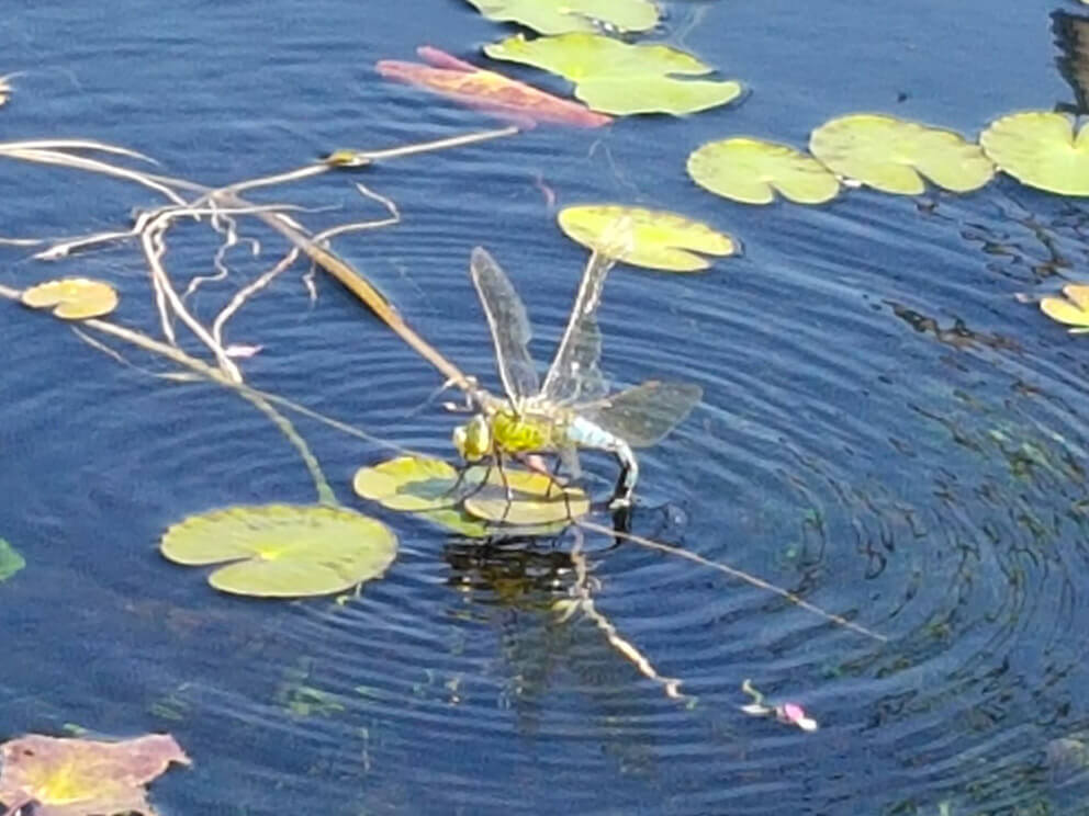 wildlife ponds