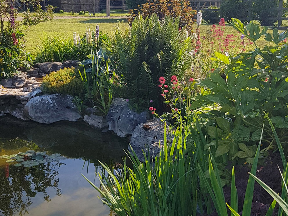 Essential Ponds Cambridgeshire