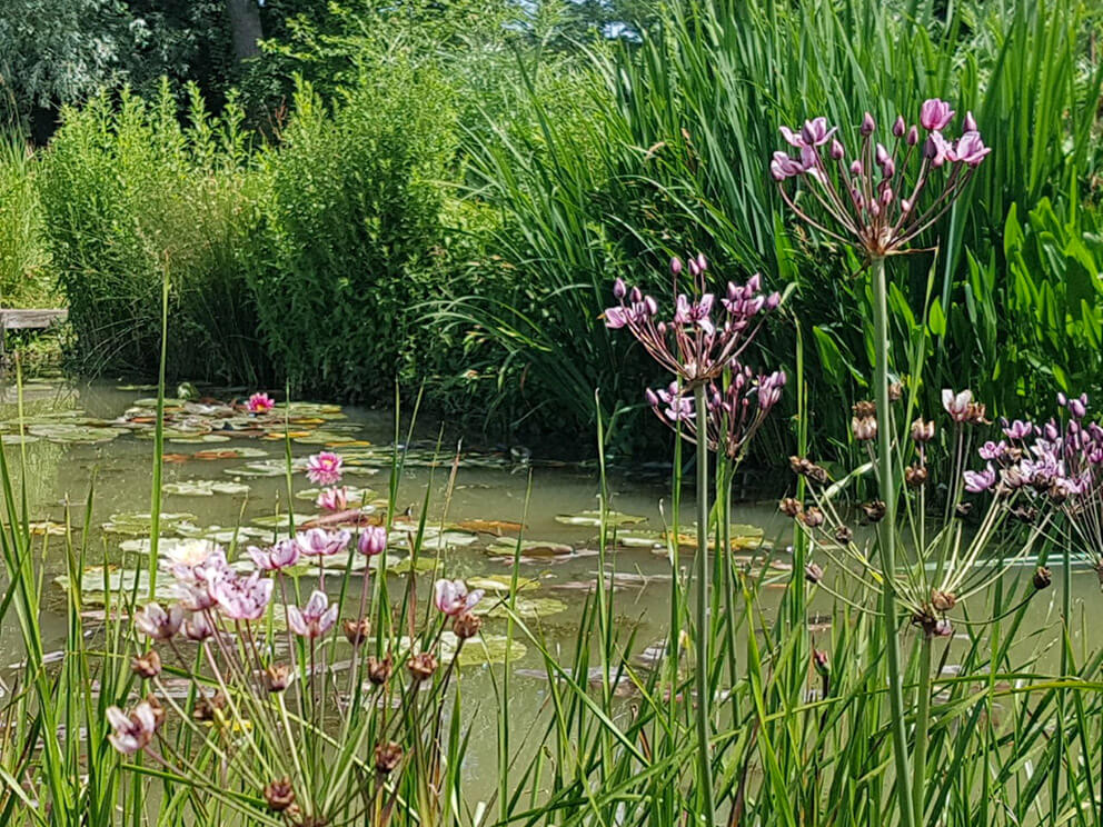 Essential Ponds Essex