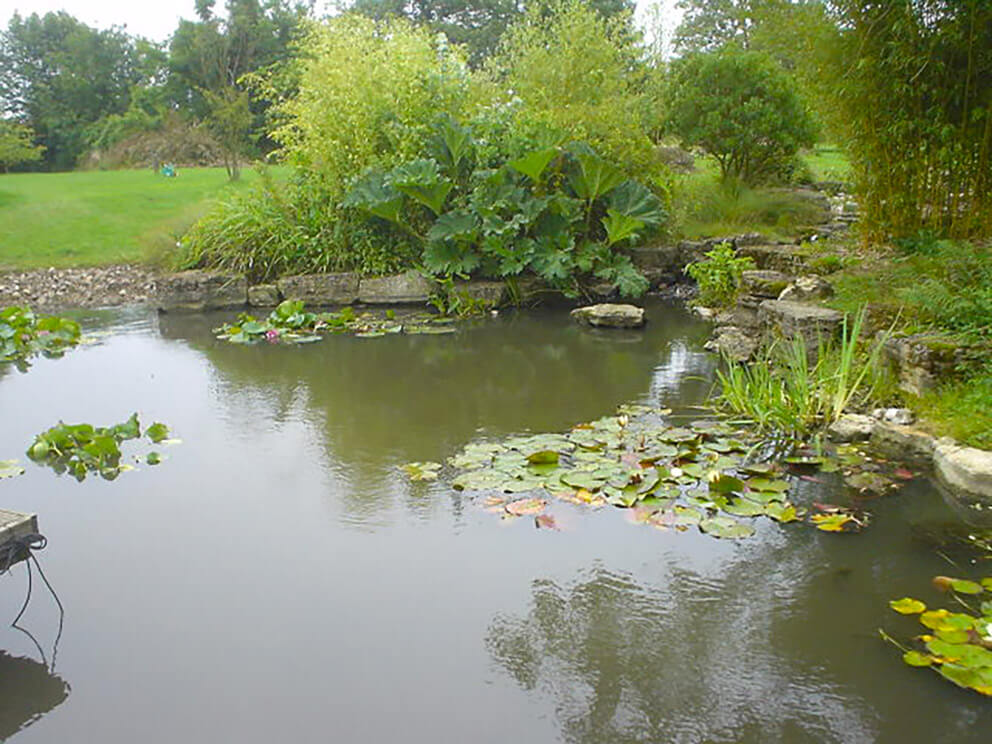 Essential Ponds Cambridge